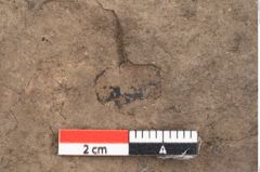 Foto (Detailansicht) von Plantae indet.  (NHMW-GEO-2024-0188-11529)